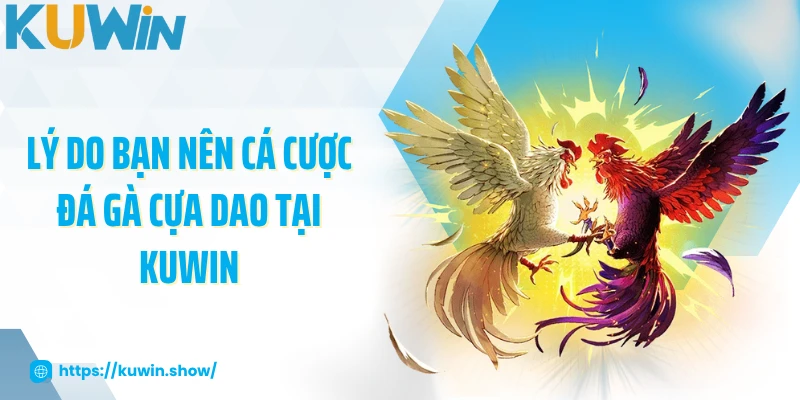 Lý do bạn nên cá cược đá gà cựa dao tại KUWIN