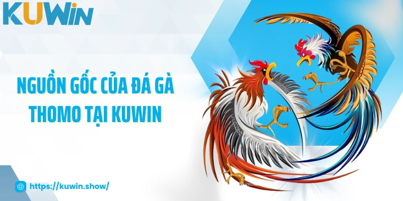 Nguồn gốc của đá gà Thomo tại KUWIN